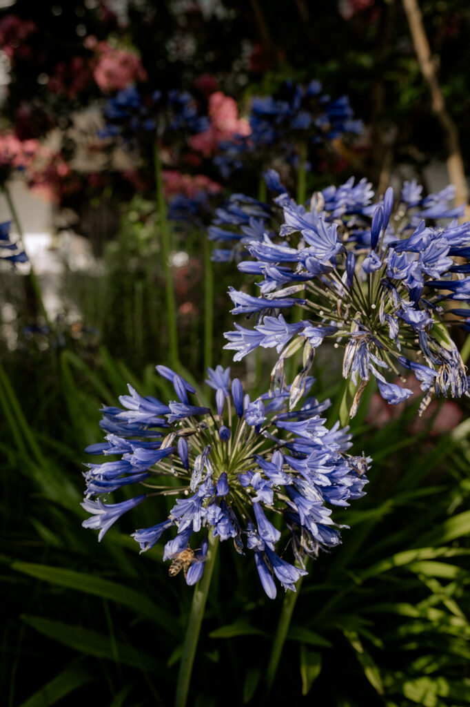 Seitz Gartenbau - Gartenbegrünung - Garten mit blühenden blauen Blumen.