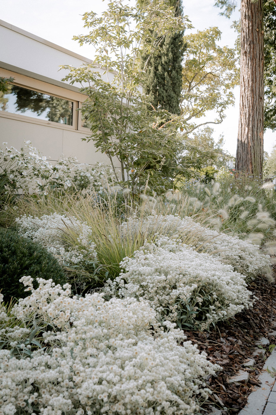 Seitz Gartenbau - Gartenbegrünung - Vorgarten mit blühenden weißen Pflanzen.