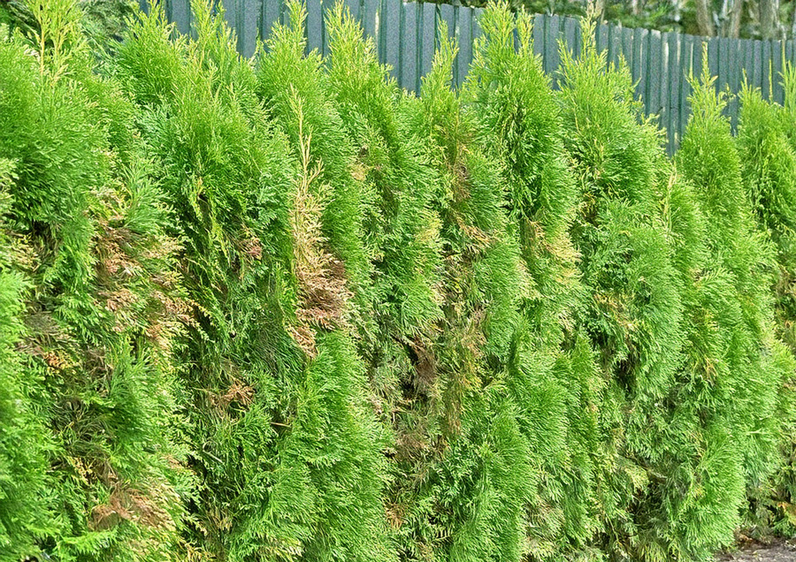 Seitz Garten- und Landschaftsbau - Thujahecke mit leichten Verfärbungen einzelner Blätter