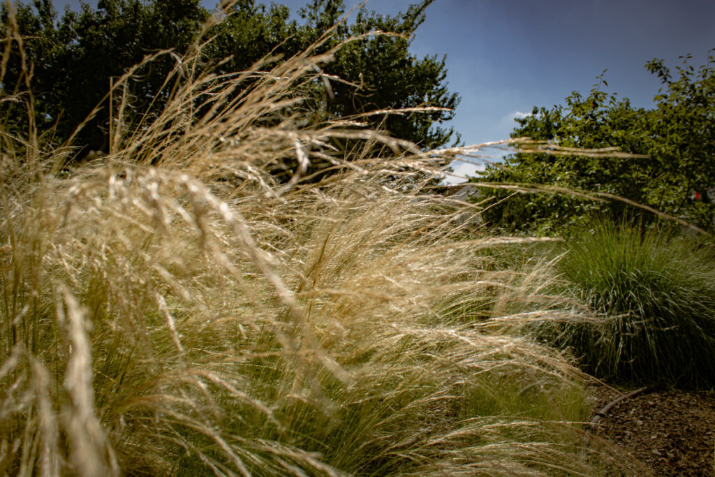 Seitz Garten- und Landschaftsbau - Gräser richtig schneiden